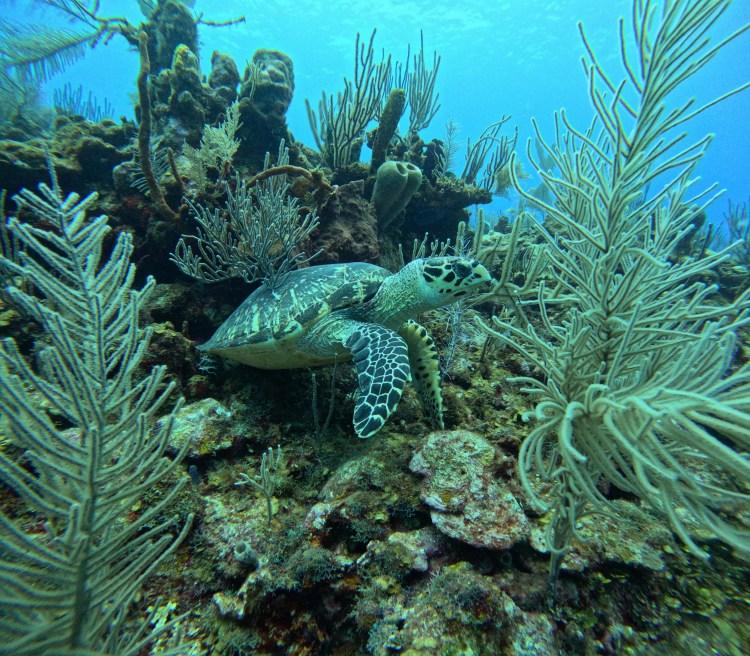 South Water Caye dive. 